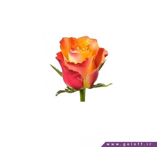 خرید گل - گل رز هلندی داون تاون - Rose | گل آف